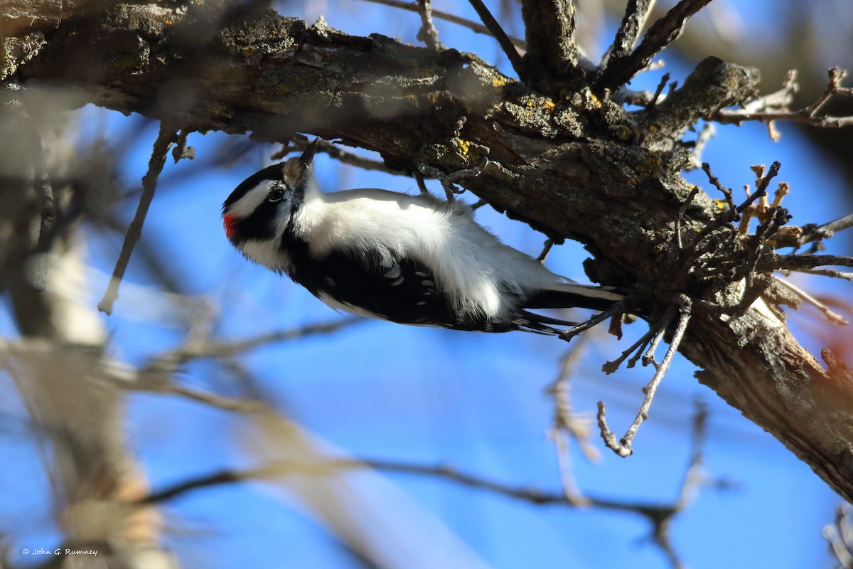 Dunenspecht - ML647464310