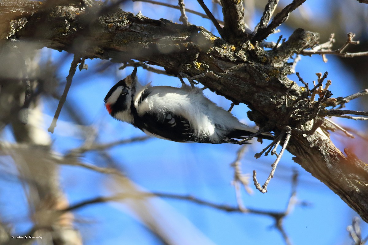 Dunenspecht - ML647464311