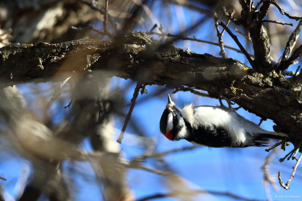 Dunenspecht - ML647464312