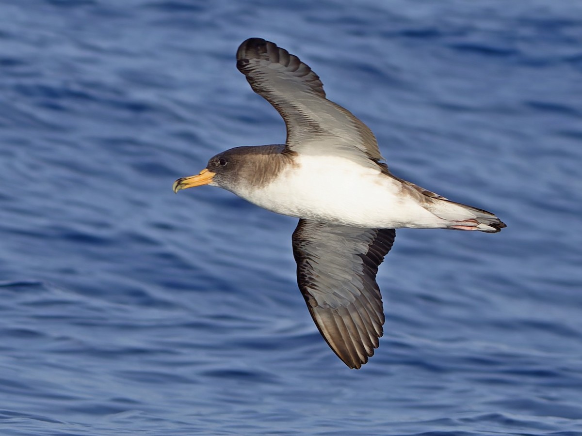 Cory's Shearwater - ML647464317