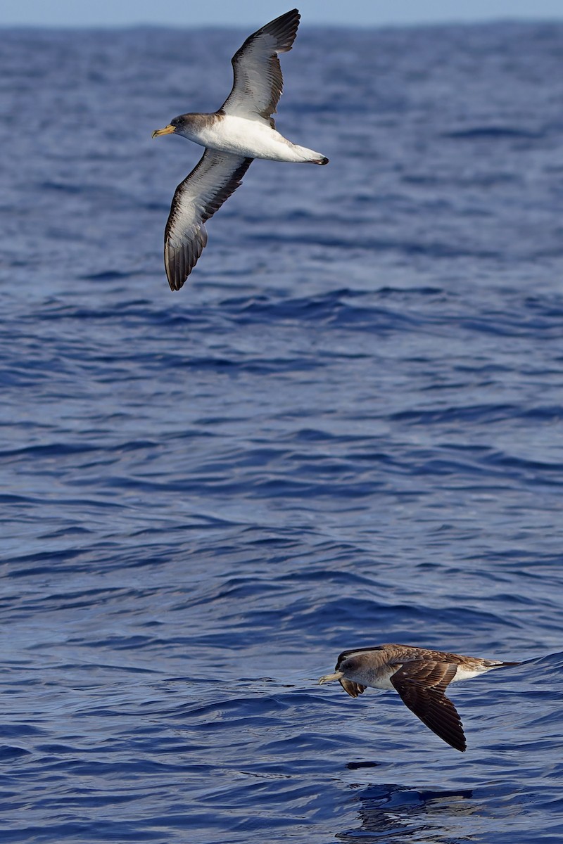 Cory's Shearwater - ML647464318