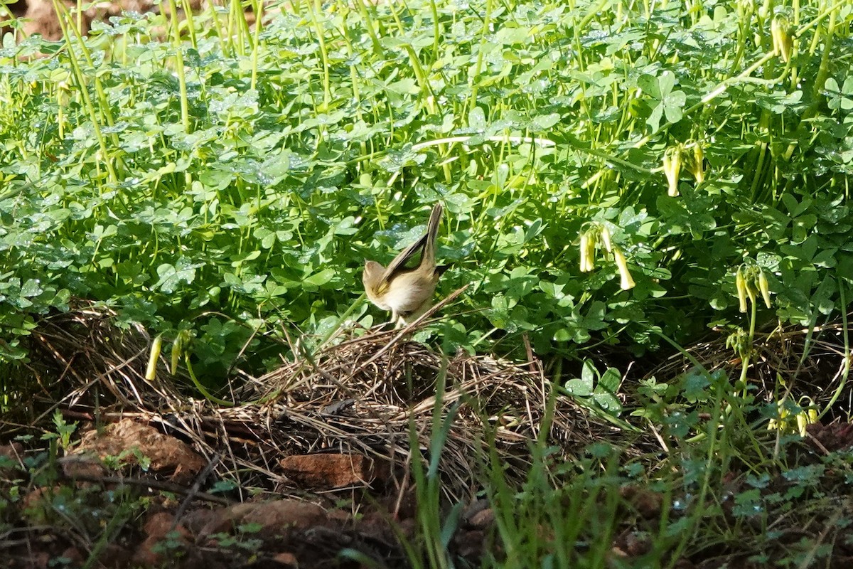 Mosquitero Común - ML647464320