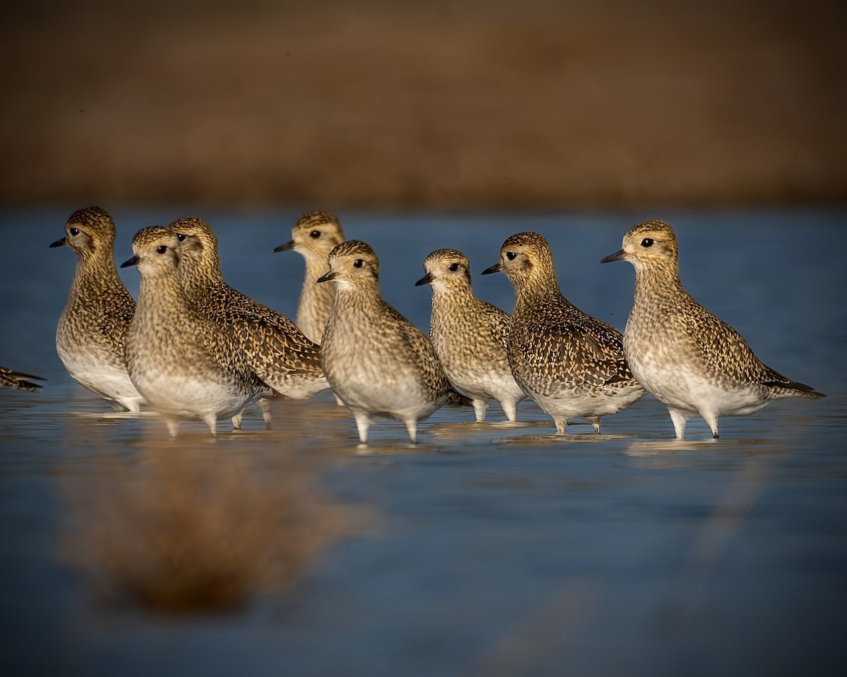 Сивка звичайна - ML647464322