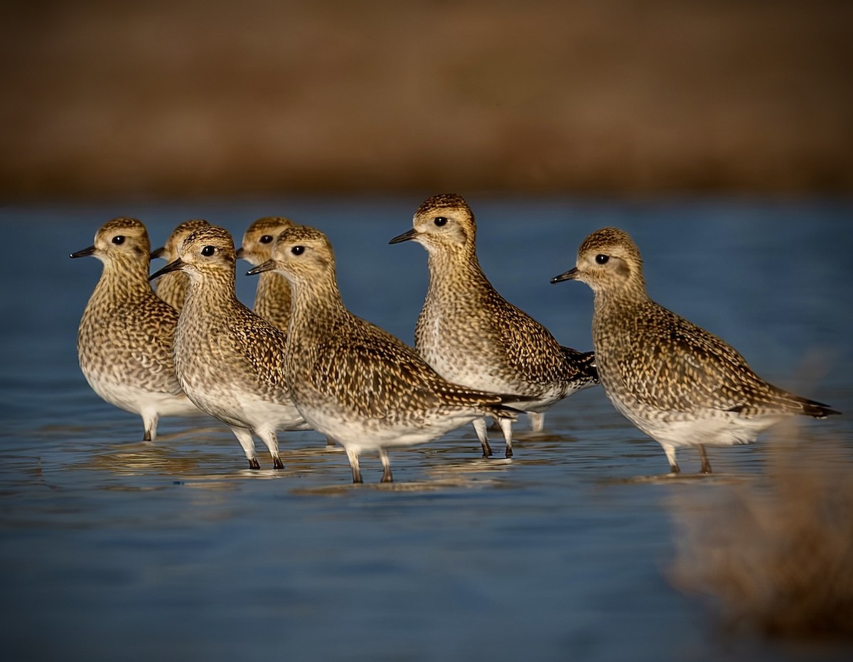 Сивка звичайна - ML647464323