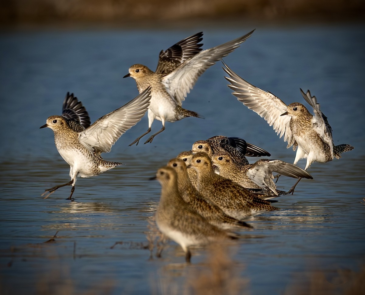 Сивка звичайна - ML647464324