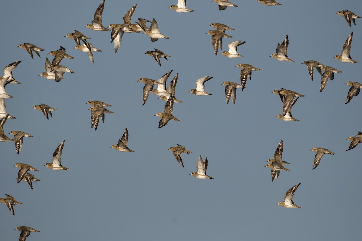 Сивка звичайна - ML647464325