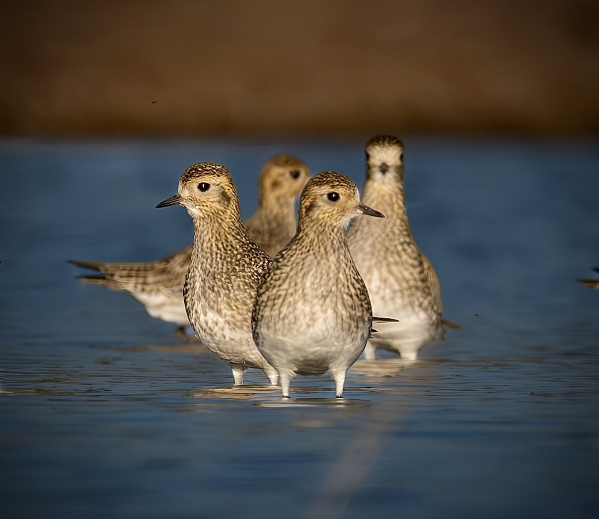 Сивка звичайна - ML647464326