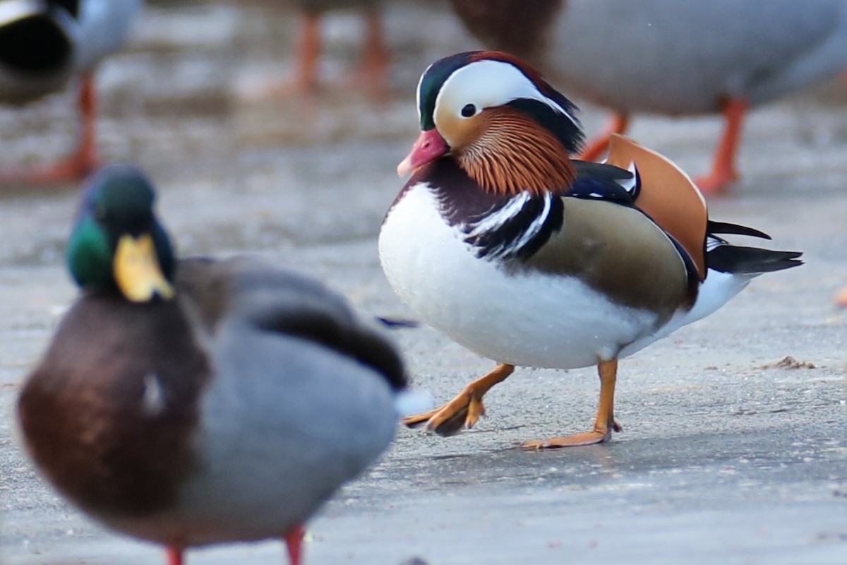 Mandarin Duck - ML647464332