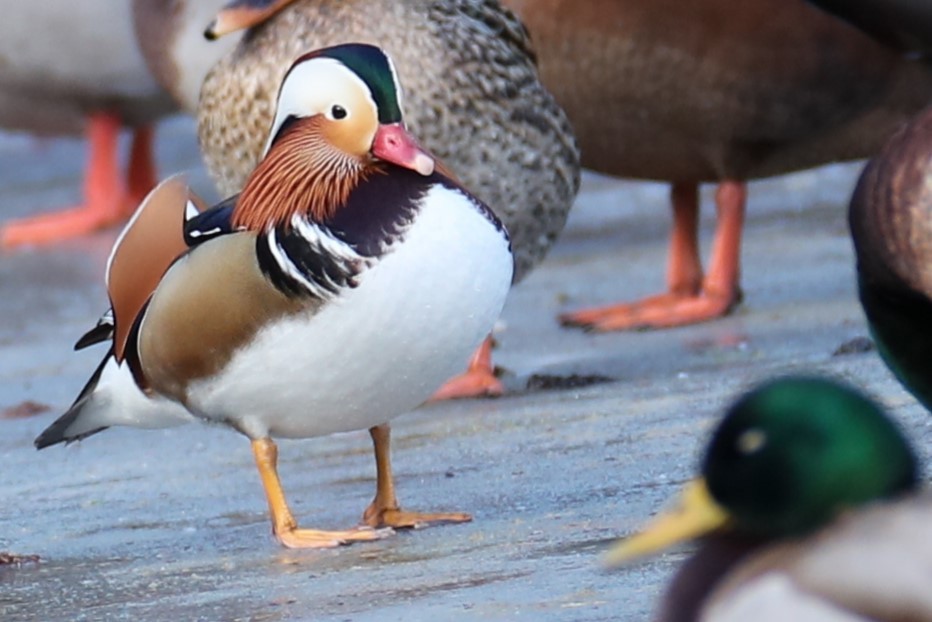 Mandarin Duck - ML647464333