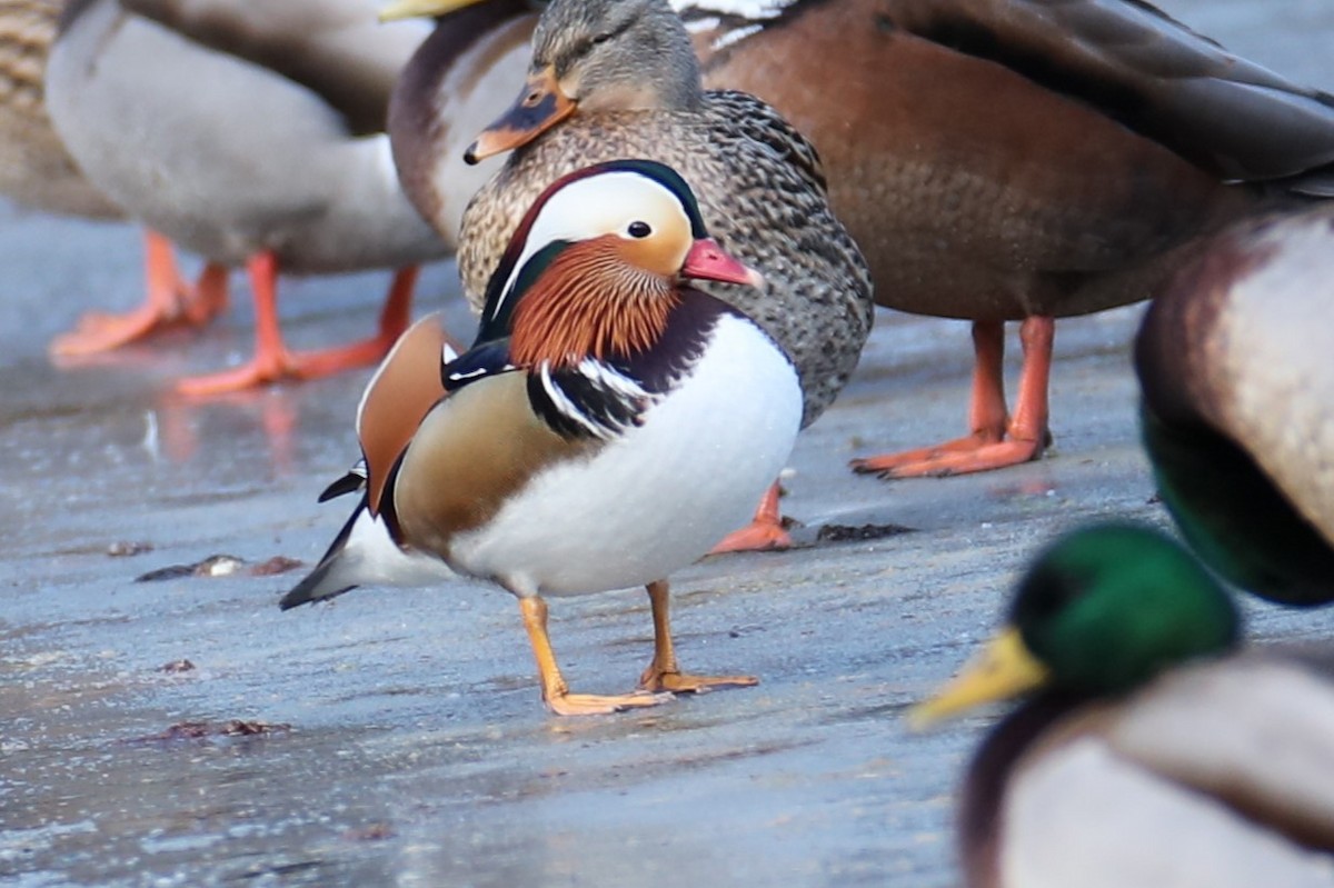 Mandarin Duck - ML647464336