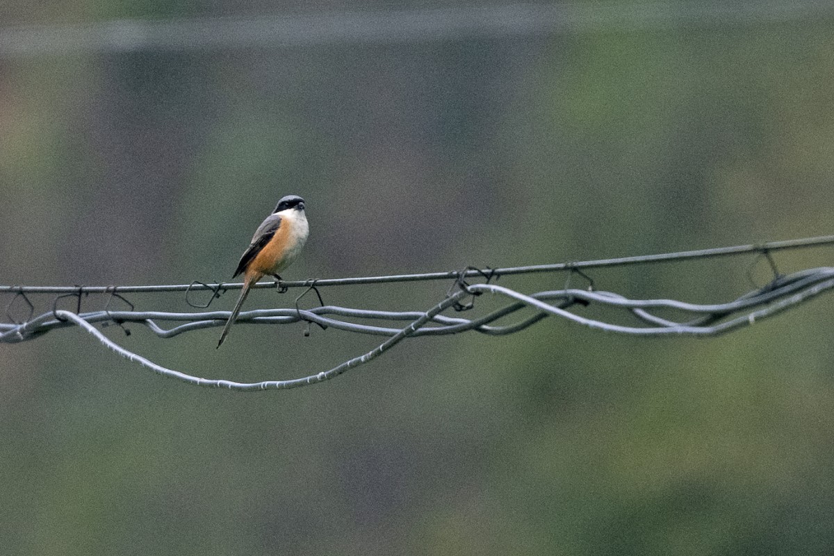 Gray-backed Shrike - ML647464340