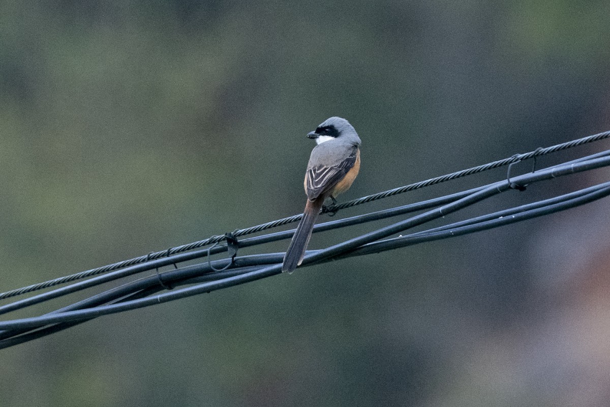 Gray-backed Shrike - ML647464345