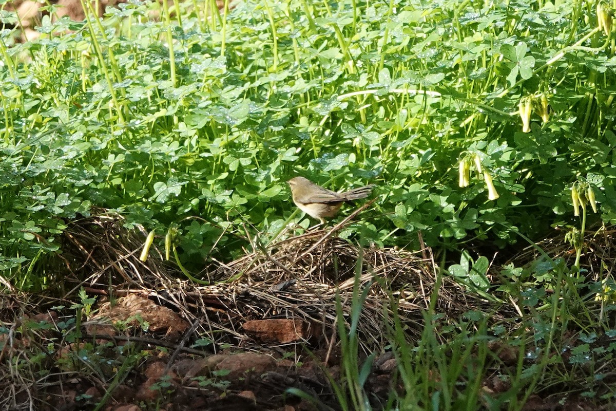 Mosquitero Común - ML647464353