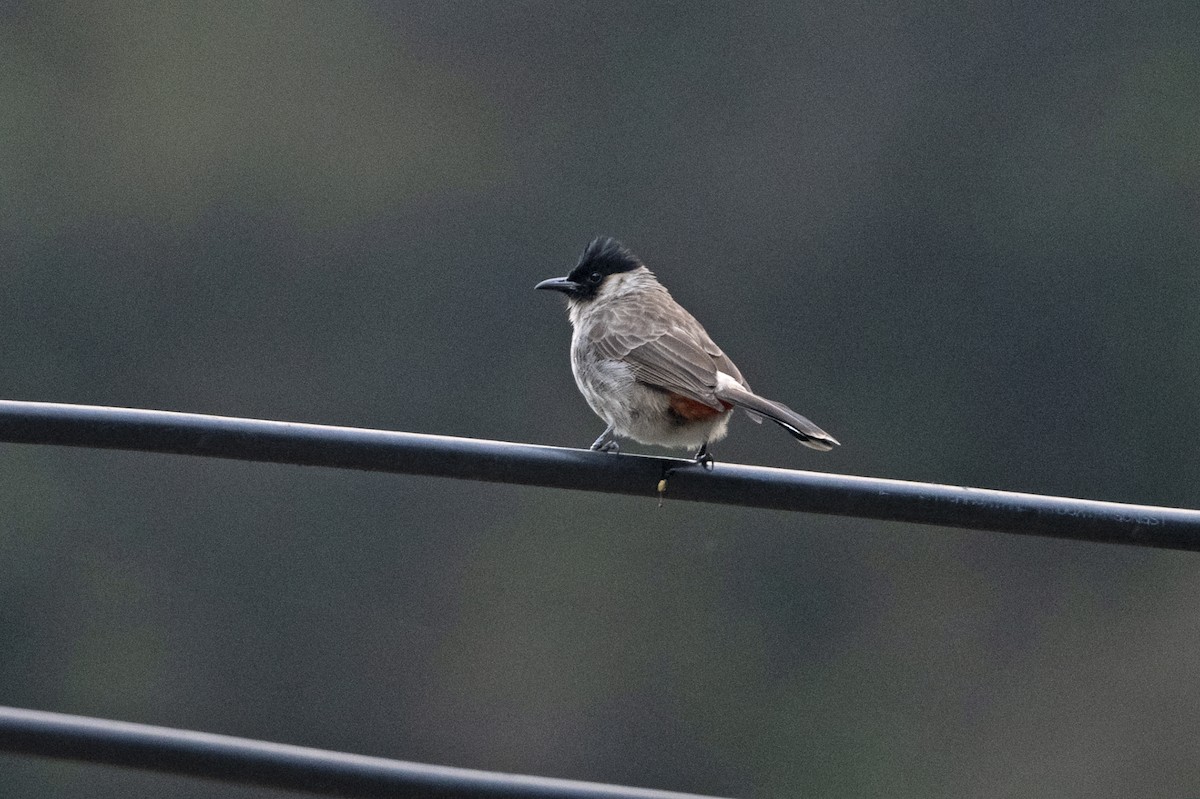 Sooty-headed Bulbul - ML647464356