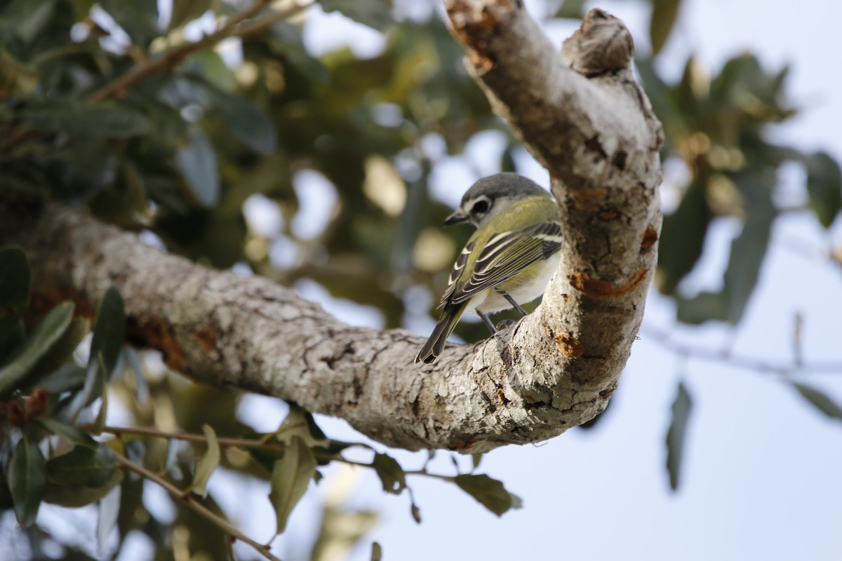 zelenáček brýlový - ML647464363