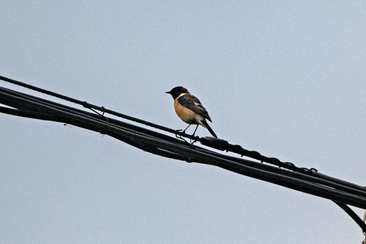 bramborníček sibiřský (ssp. przewalskii) - ML647464375