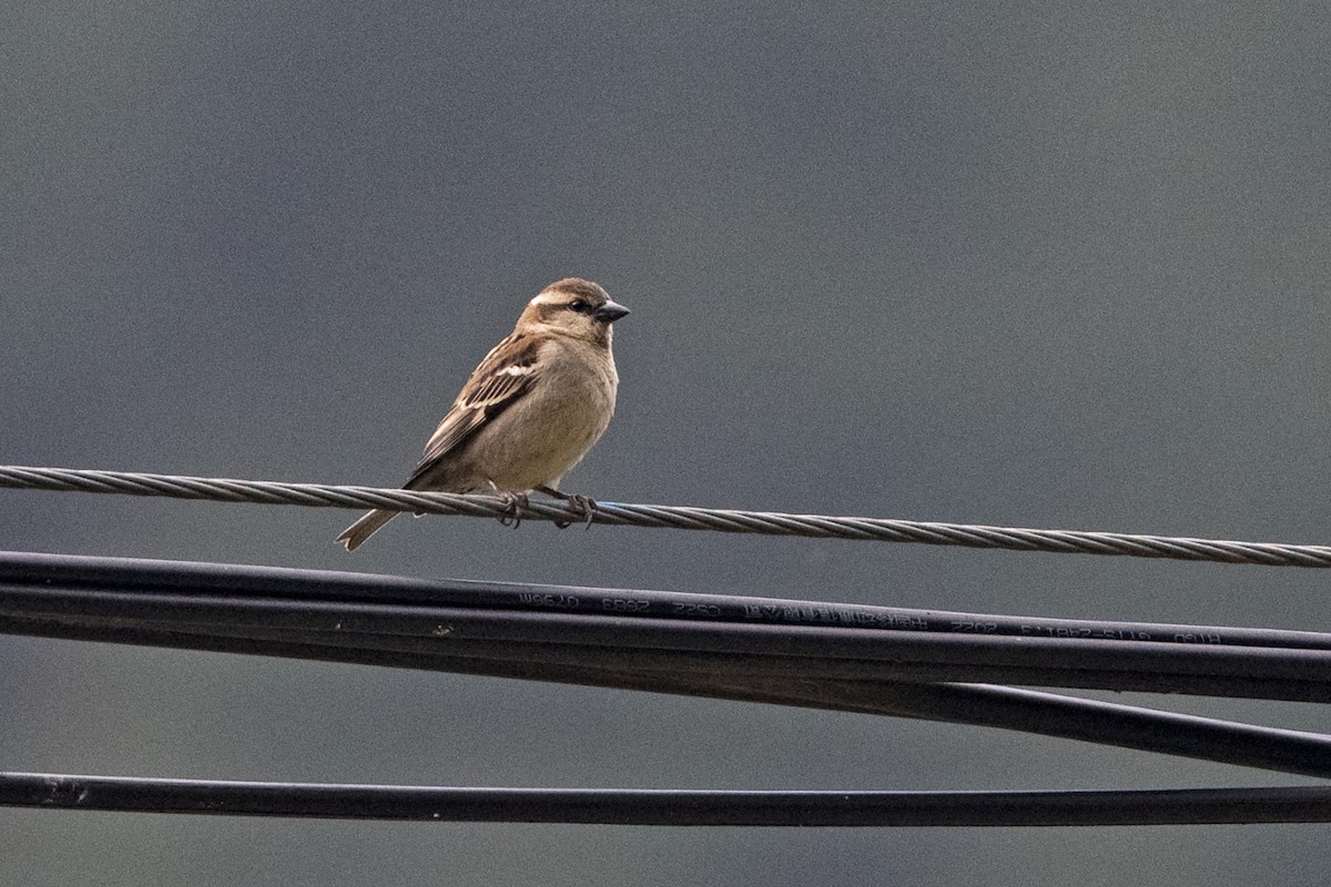 Russet Sparrow - ML647464389