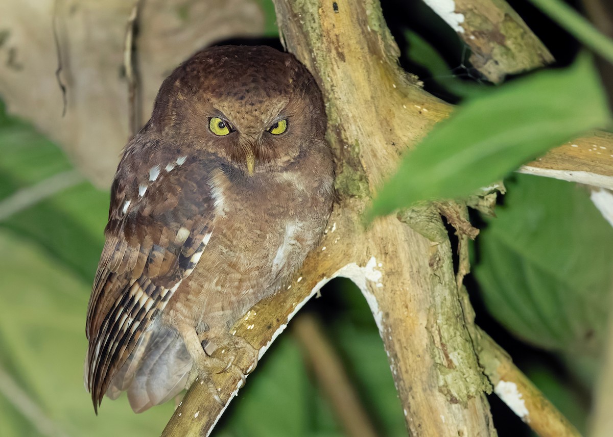 Dağ İshakkuşu - ML647464398