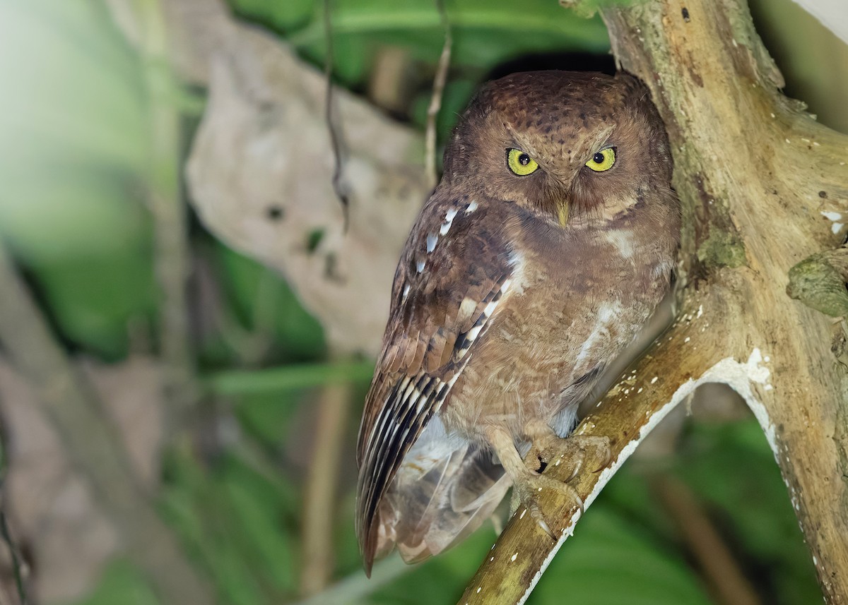 Dağ İshakkuşu - ML647464400