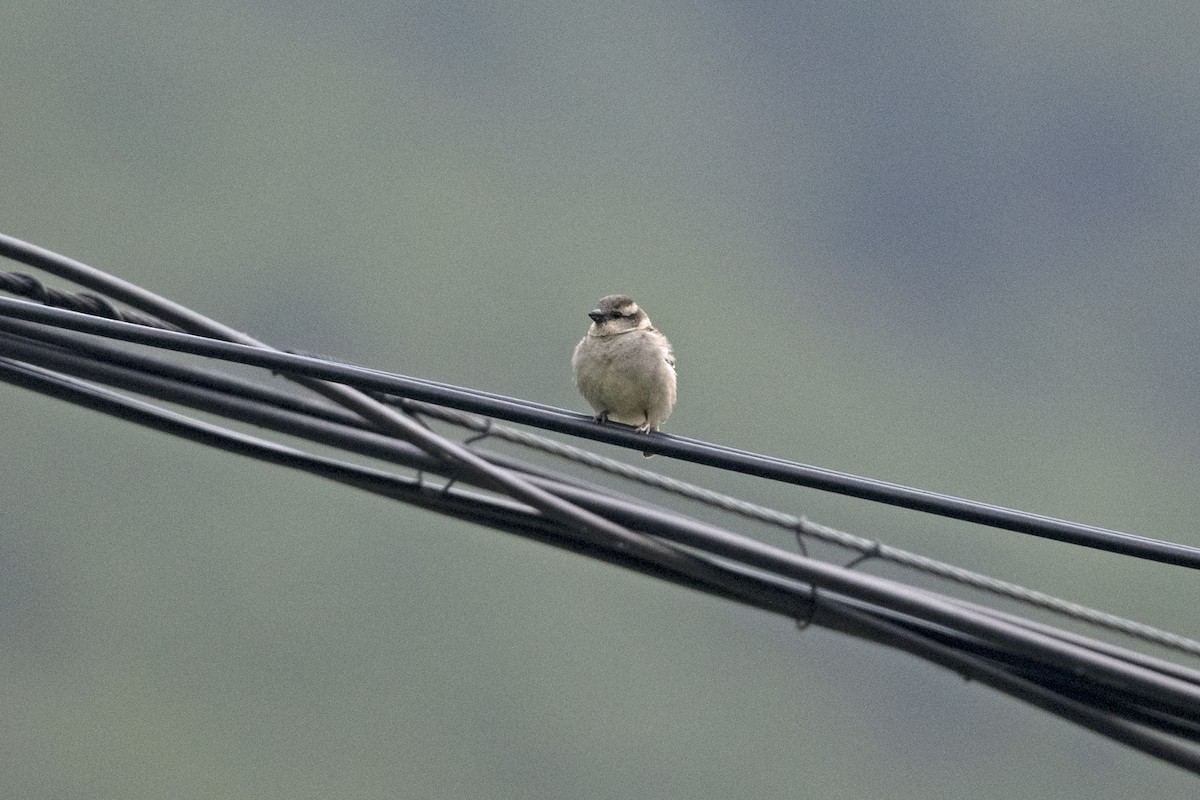 Russet Sparrow - ML647464406