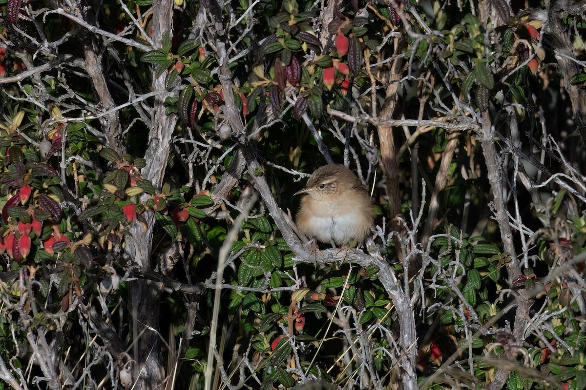 Овад річковий (підвид aequatorialis) - ML647464407