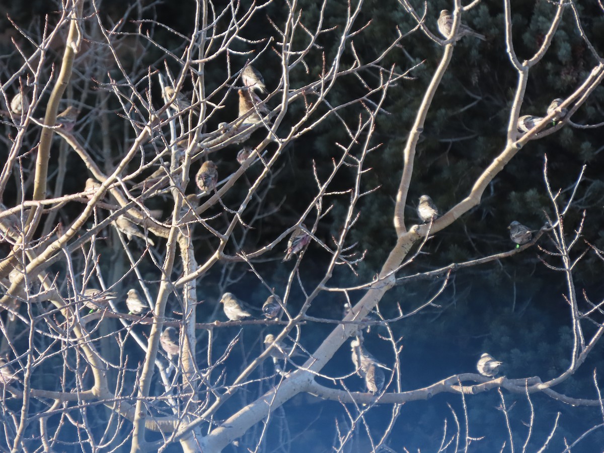 grånakkefjellfink (littoralis) - ML647464409