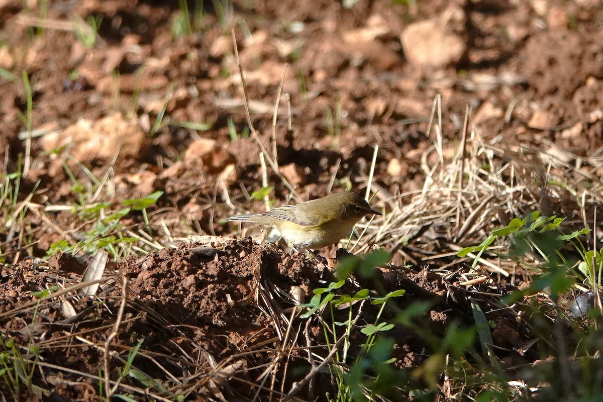 Mosquitero Común - ML647464412