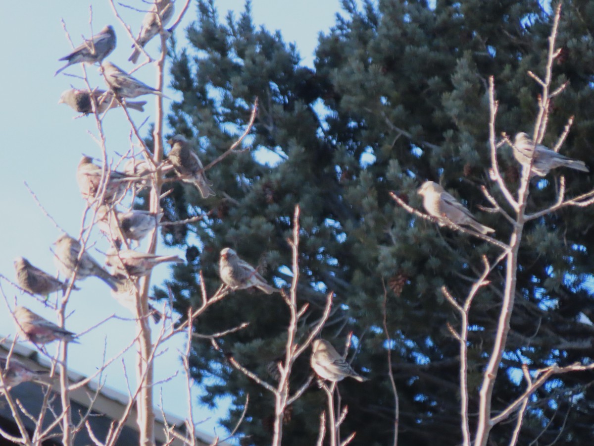 grånakkefjellfink (tephrocotis gr.) - ML647464420