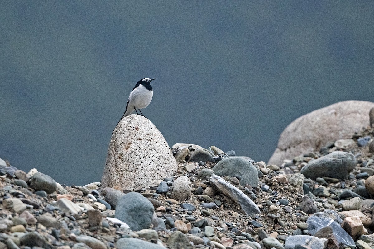 konipas bílý (ssp. alboides) - ML647464441