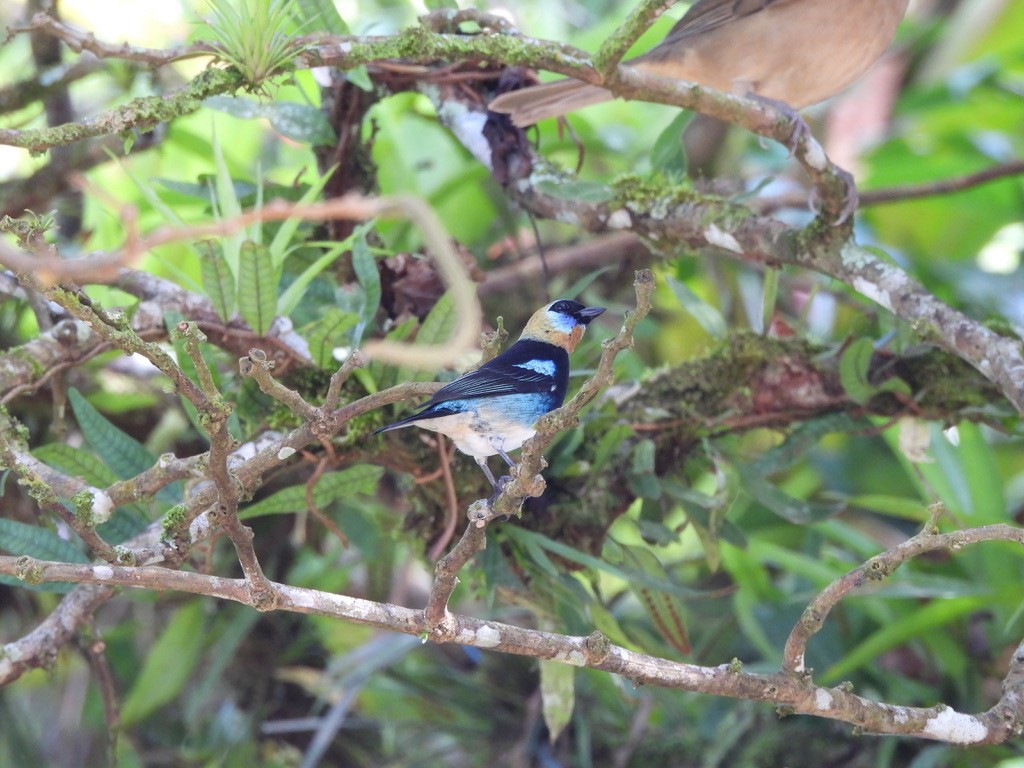 Golden-hooded Tanager - ML647464442