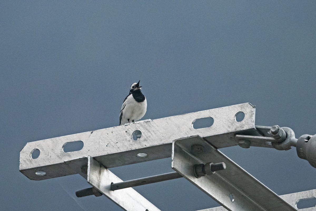 konipas bílý (ssp. alboides) - ML647464443