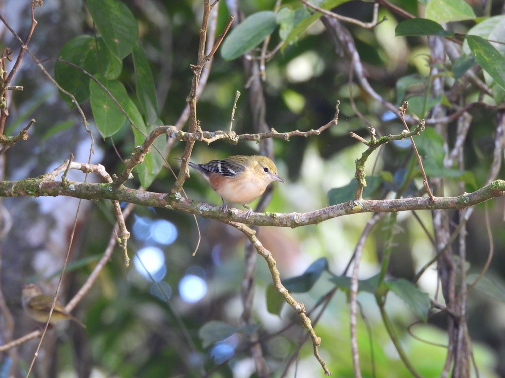 Пісняр-лісовик каштановий - ML647464450
