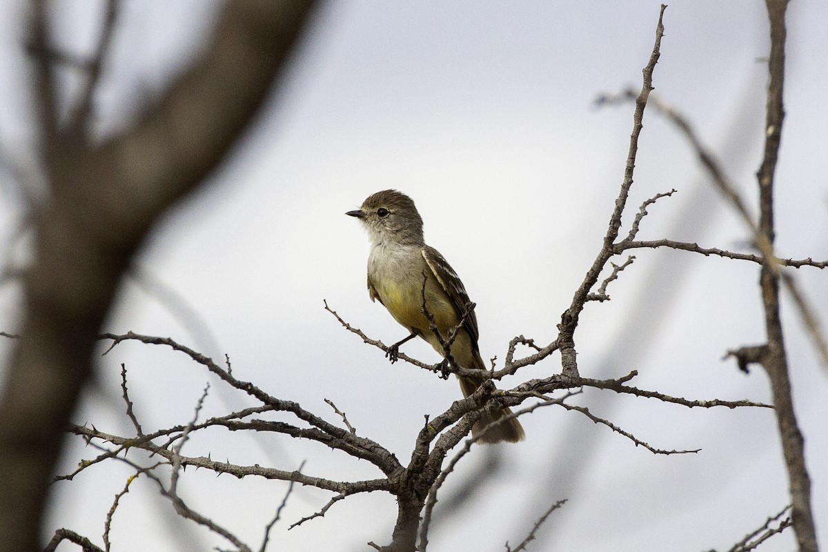 Southern Scrub-Flycatcher - ML647464472