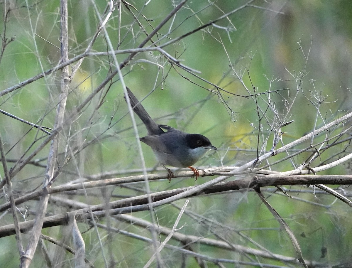 Sardinian Warbler - ML647464482