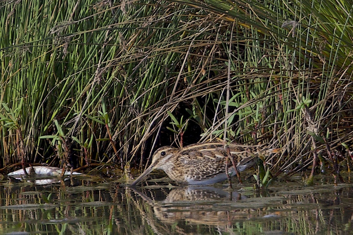 ハリオシギ - ML647464485