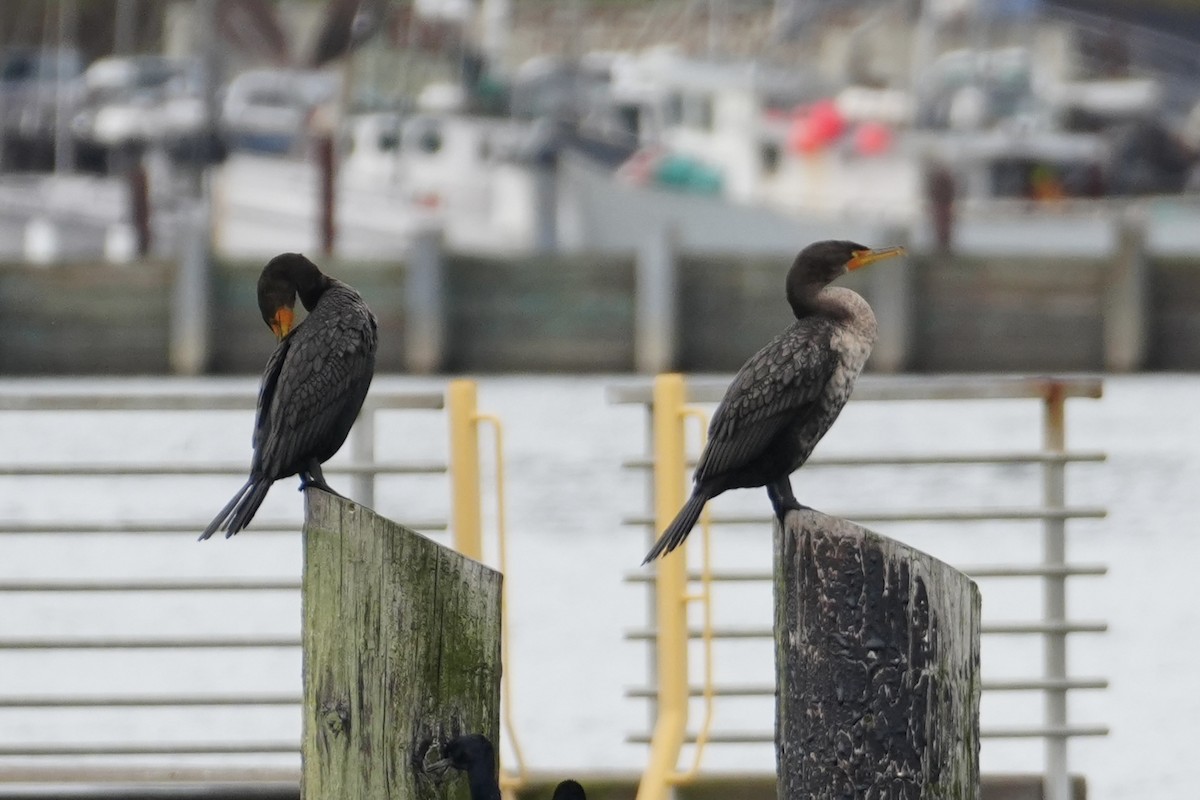 Ушастый баклан - ML647464501