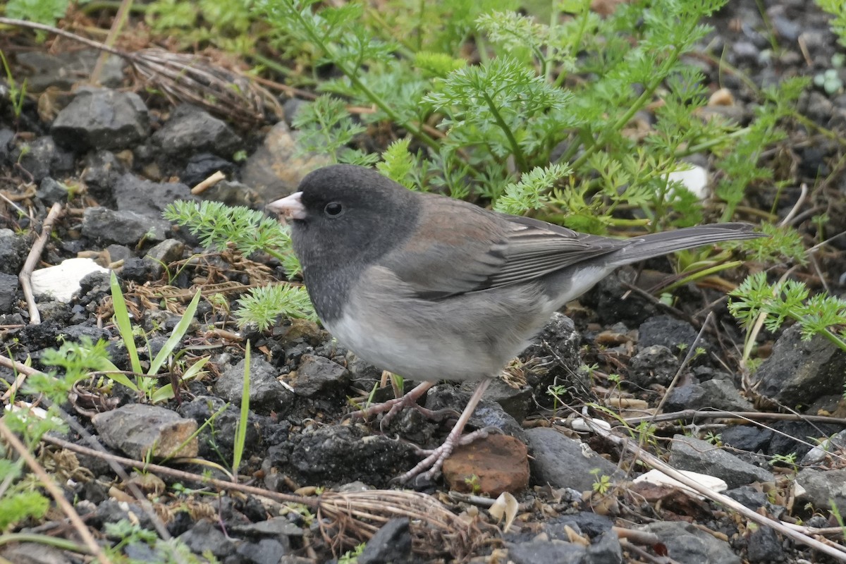 Юнко сірий [група oreganus] - ML647464504