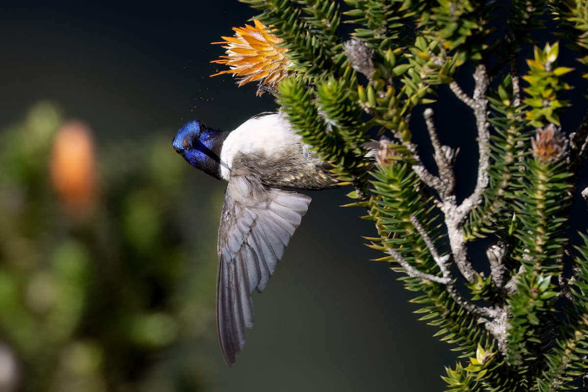 Ecuadorian Hillstar - ML647464505