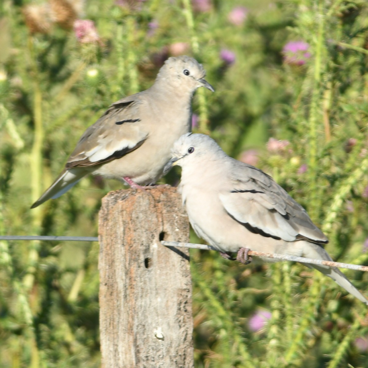 Picui Ground Dove - ML647464510