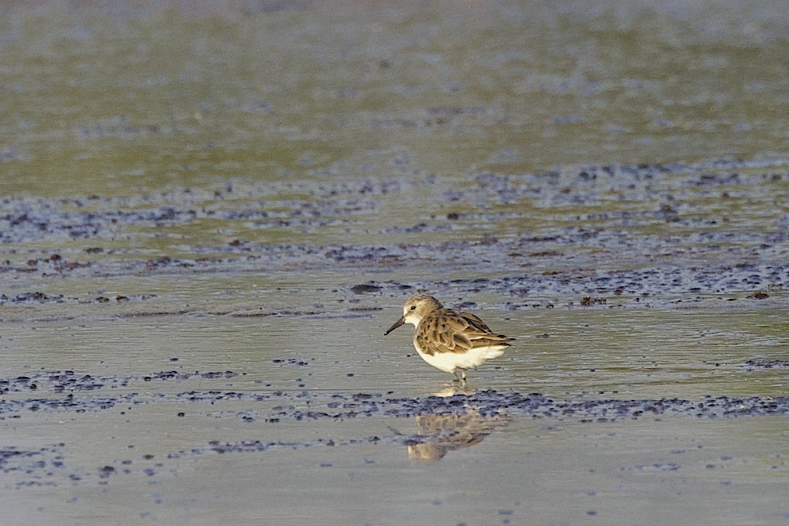 Побережник малий - ML647464512