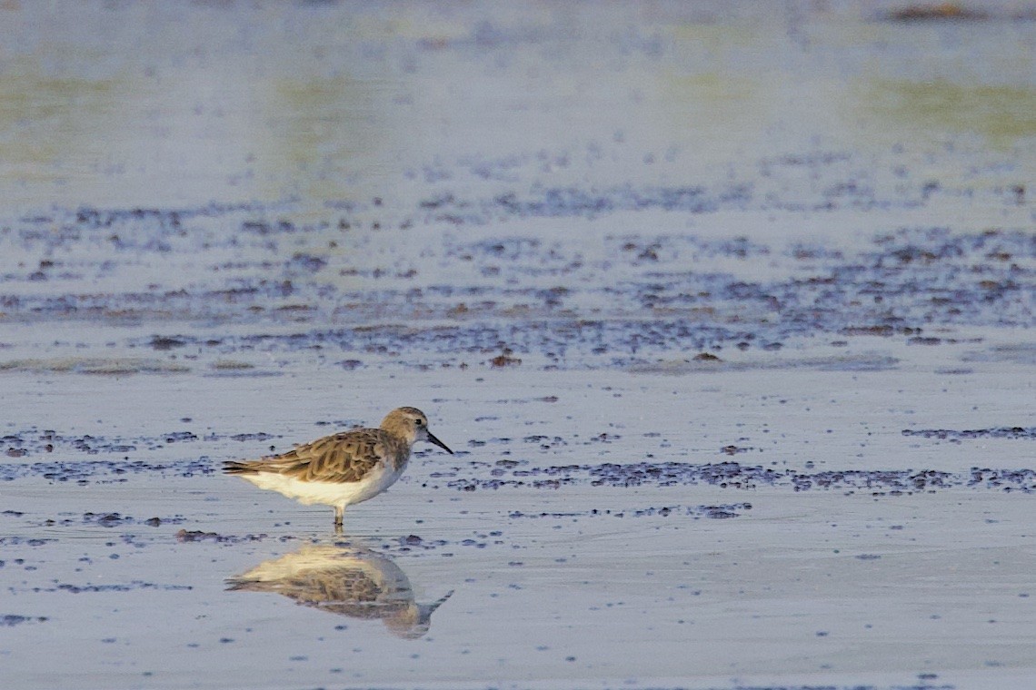 Побережник малий - ML647464513