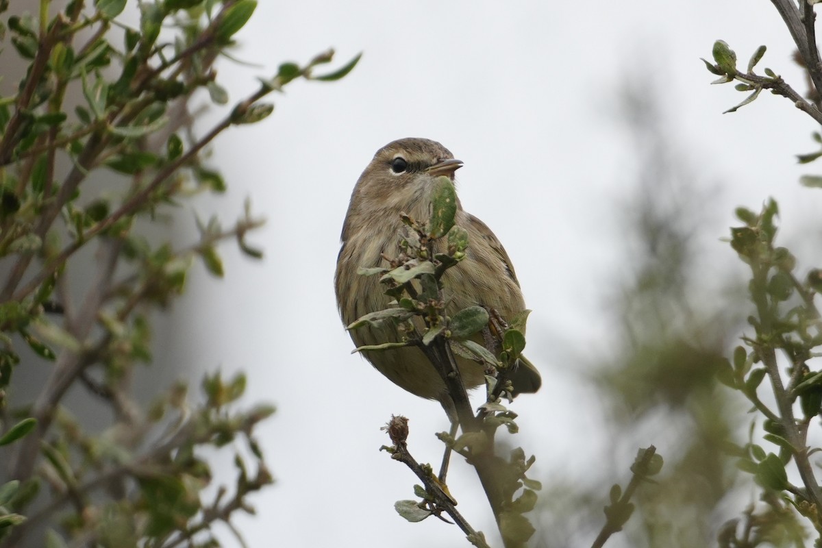 Пісняр-лісовик рудоголовий (підвид palmarum) - ML647464514