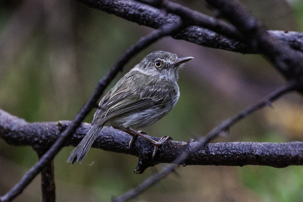 Тітіріджі білочеревий - ML647464515