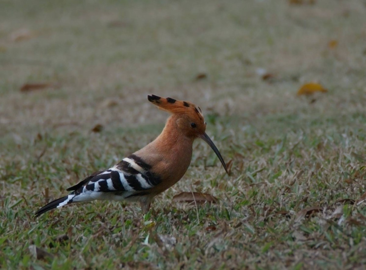 Одуд євразійський - ML647464516