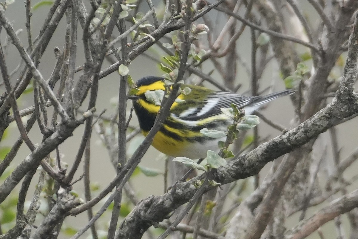 Пісняр-лісовик західний - ML647464517