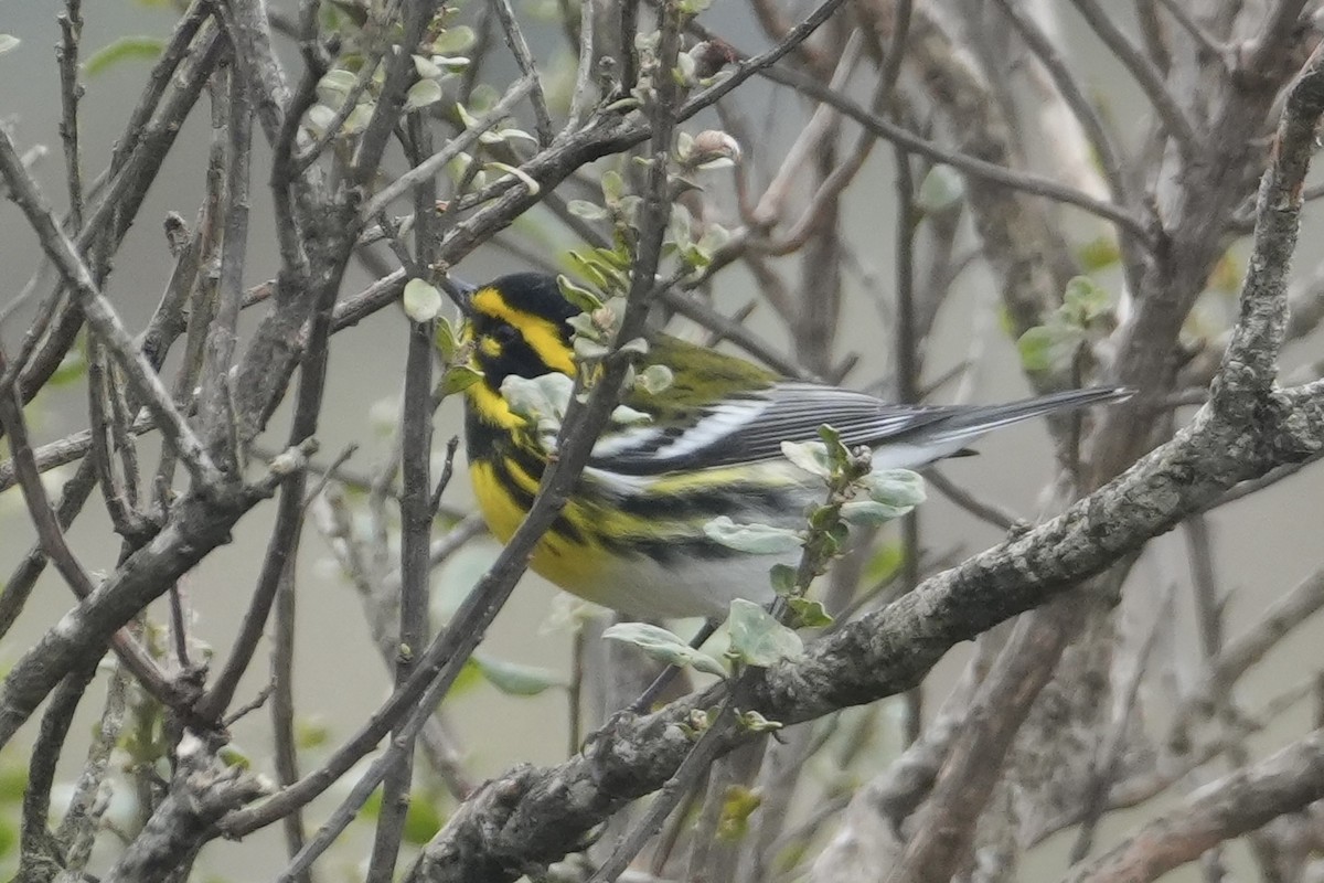 Пісняр-лісовик західний - ML647464518