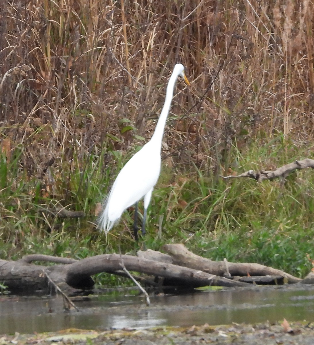 Чапля велика - ML647464519