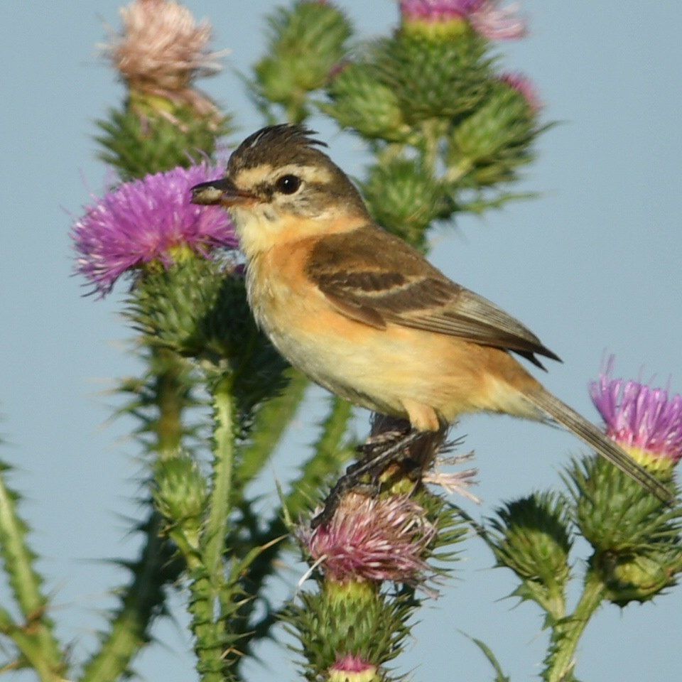 Тачурі-сірочуб темногорлий - ML647464524