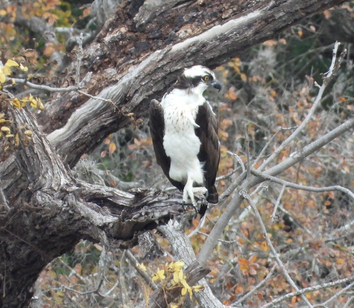 Скопа західна - ML647464525