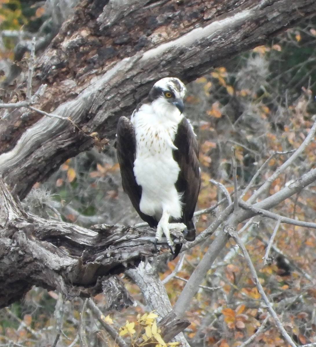 Скопа західна - ML647464526